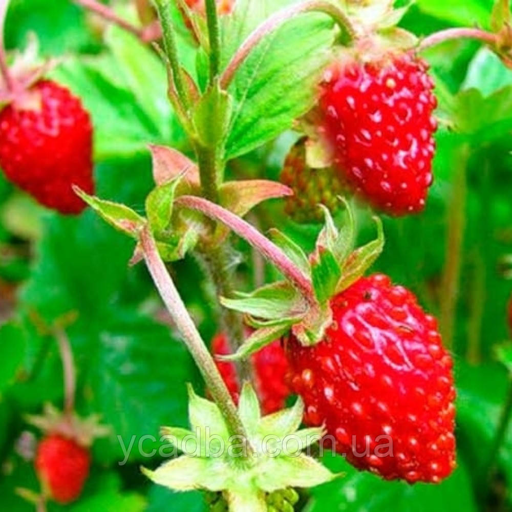 Суниця безвуса Алібаба, фото 1