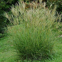 Міскантус Якушима (контейнер 0,5л)