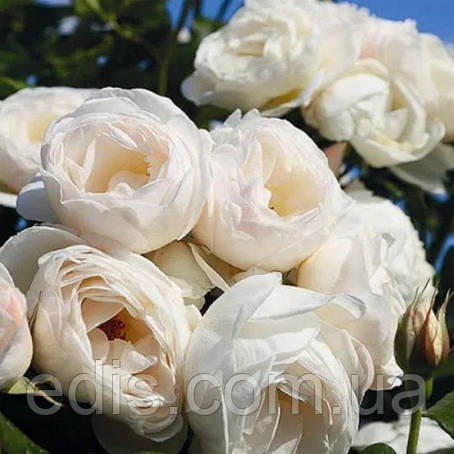 Троянда в'юнка Мон Блан (Mont Blanc), фото 1