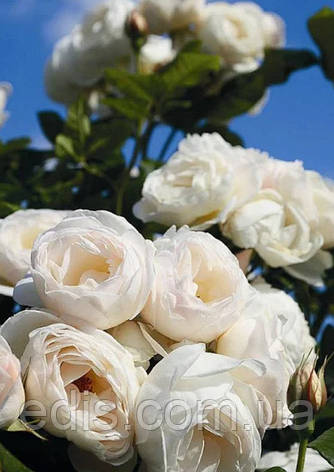 Троянда в'юнка Мон Блан (Mont Blanc), фото 2