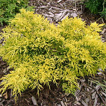 Можівник Голд Стар/Gold Star (контейнер 0,5л)