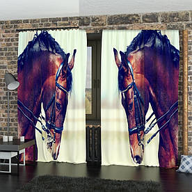 Фотоштори коні