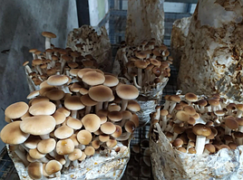 Грибні блоки Опеньок тополиний