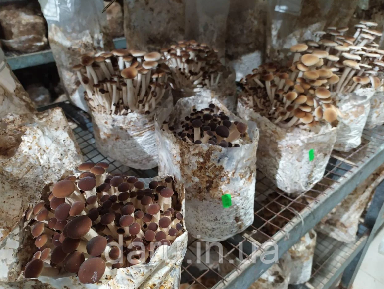 Блок для вирощування Опеньок Тополиний (Агроцибе) Максі