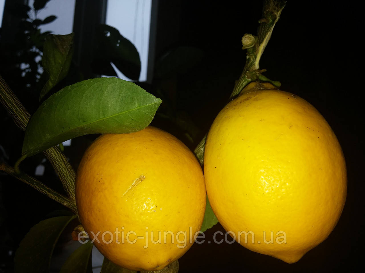 Лимон Мейера (Citrus × meyeri) до 20 см. Чорнкван. Кімнатний