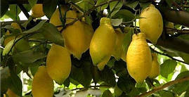 Лимон Луаріо (Citrus Limon Lunario) до 20 см. Чорнкван. Кімнатний