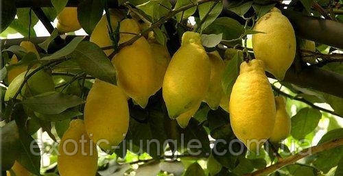 Лимон Лунарио (Citrus Limon Lunario) до 20 см. Черенкован. Комнатный - фото 1 - id-p1406696400