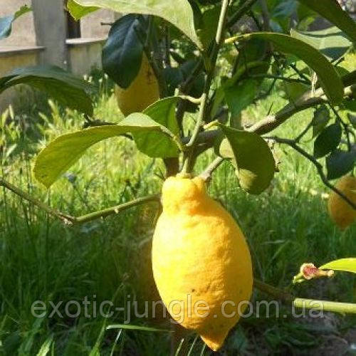 Лимон Лунарио (Citrus Limon Lunario) до 20 см. Черенкован. Комнатный - фото 3 - id-p1406696400