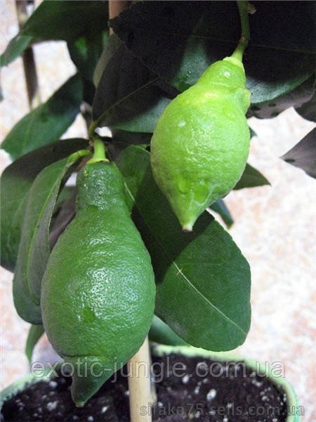 Лимон Лунарио (Citrus Limon Lunario) до 20 см. Черенкован. Комнатный - фото 6 - id-p1406696400