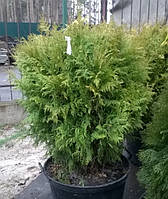 Туя западная Thuja occidentalis 'Golden Globe' h 0.8-1м