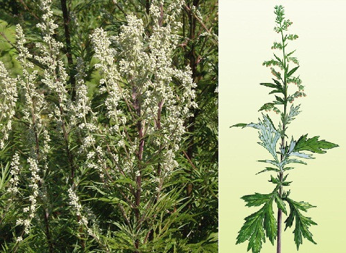 полынь обыкновенная