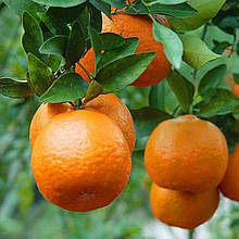 Мандарин Сатсума (щеплений)