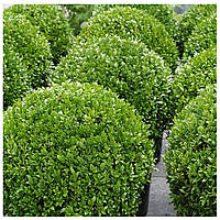 Самшит вечнозеленый Buxus Sempervirens (контейнер 0,5л)