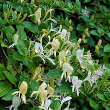 Жимолость японська Халліана (контейнер 2л)