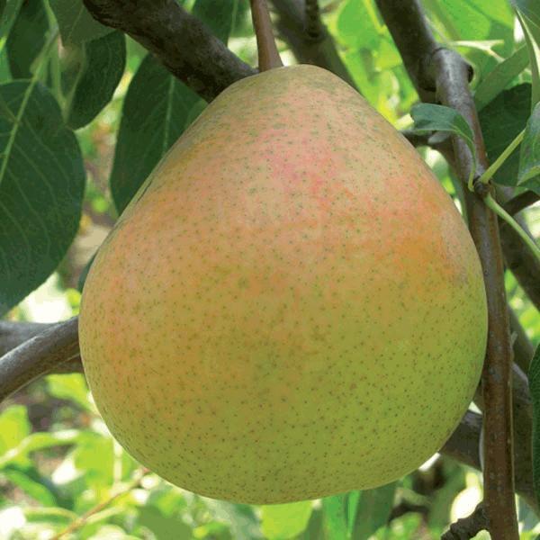 Груша сорт Оксамит