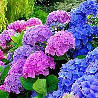 Саджанці гортензії Хамалеон