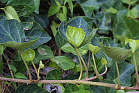 Плющ звичайний (Hedera helix)