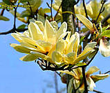 Магнолія Elizabeth (Елізабет) 105 - 115см с5, фото 2