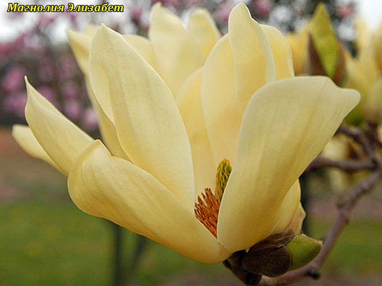Магнолія Elizabeth (Елізабет) 105 - 115см с5, фото 1