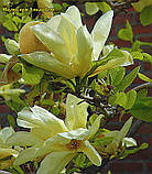 Магнолія Elizabeth (Елізабет) 105 - 115см с5, фото 3