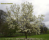 Магнолія Elizabeth (Елізабет) 105 - 115см с5, фото 6