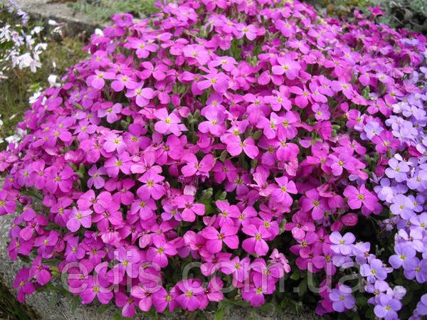 Обрієта рожева