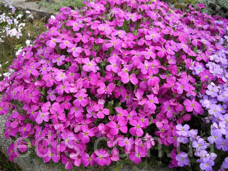 Обрієта рожева, фото 1