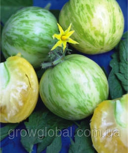 Насіння томатів Зебра біла