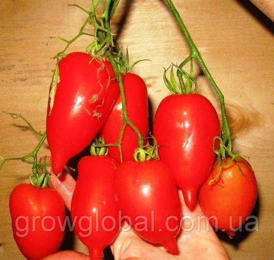 Насіння томатів Легенда Тарасенко