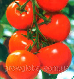Насіння томатів Яблунька Росії