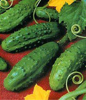 Насіння огірків бджолозапильних Кущової