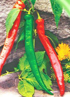 Насіння перцю гіркого Кайєнський (Герм)