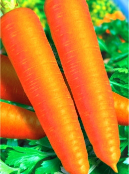 Насіння моркви Червона без серцевини (імп.)