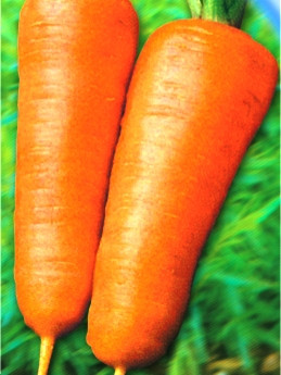 Насіння моркви Шансон Роял