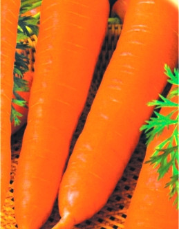 Насіння моркви Королева осені