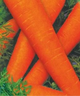 Насіння моркви Флакко (імп)