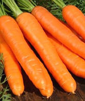 Насіння моркви Берлікумер (імп)