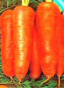 Насіння моркви Красавка