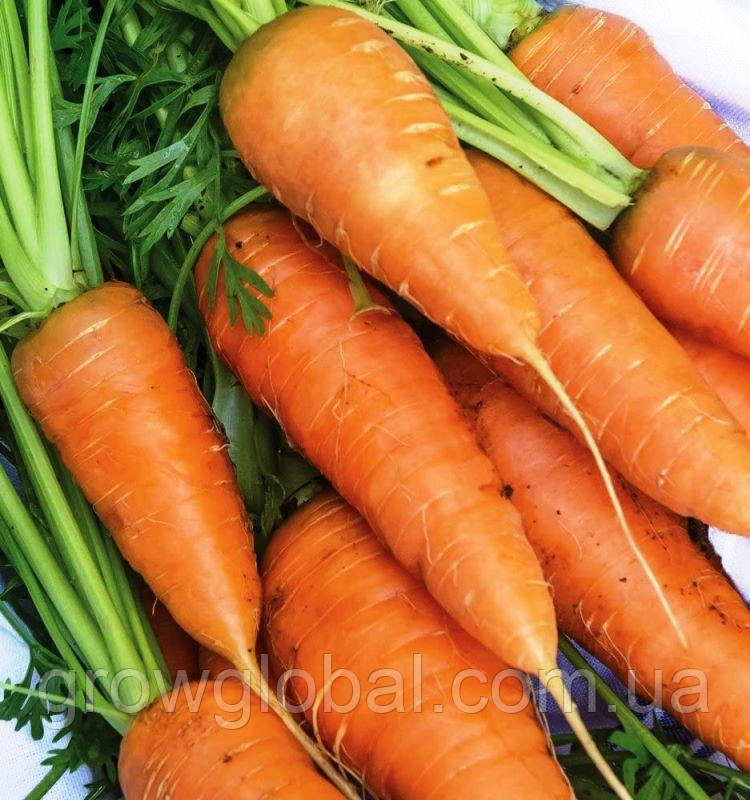 Насіння моркви Олэнка