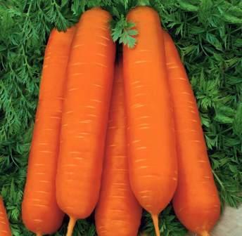 Насіння моркви тип Лагуна F1