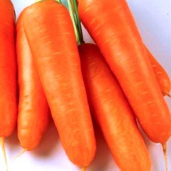 Насіння моркви Талісман