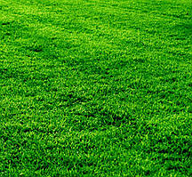 Суміш газонних трав Газон Рятувальник