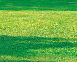 Суміш газонних трав Газон тіньовитривалий