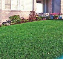 Суміш газонних трав Газон Посухостійкий