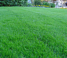 Суміш газонних трав Міської газон