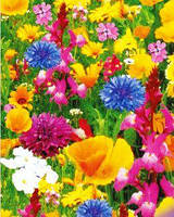 Суміш газонних трав Газон Мавританський