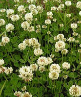 Конюшина біла Ривендел (повзучий, газон, Франція)