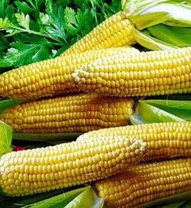Насіння кукурудзи цукрової Багратіон
