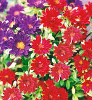 Астра Серенада суміш