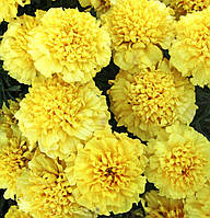 Чорнобривці кремово-жовті